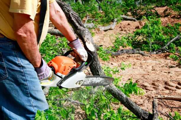 Emergency Storm Tree Removal in Riverview, DE